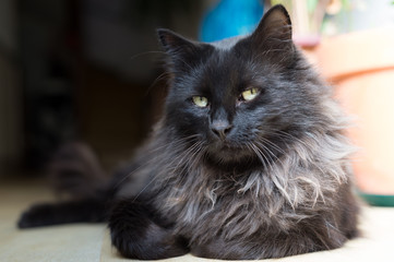Chaton Noir