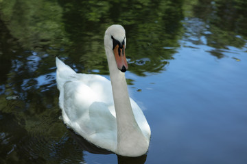 Mute swan, Cygnus olor, elegantly swimming in a lake