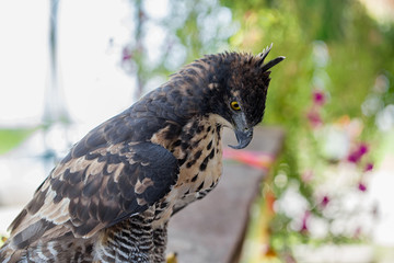 The falcon is similar to the eagle and is a bird of prey, but the falcon is smaller than the eagle.