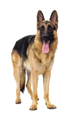 German shepherd standing