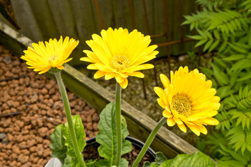 Yellow, gerber flowers Hidcote Manor Garden, Chipping Campden, Gloucestershire. United Kingdom