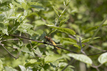 Fototapeta premium frelon au petit matin
