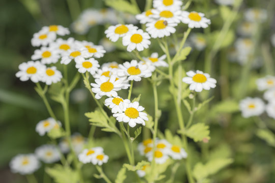 Bertram Bl&uuml;tengruppe im Garten