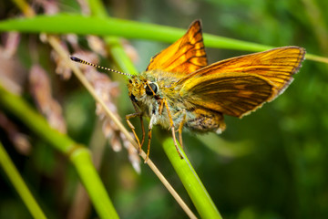 Orange butterfly (Thymelicus lineola) on stalk