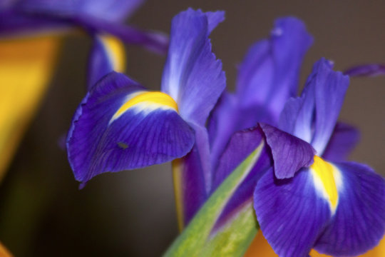 Blue flower irises- nature spring. Soft focus with bokeh