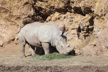 Fototapeta premium rhinoceros