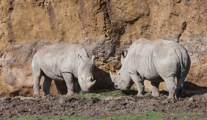 Fototapeta premium rhinoceros