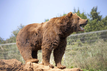 Fototapeta premium BEAR