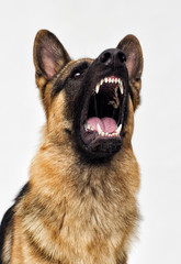 angry dog sheepdog barks