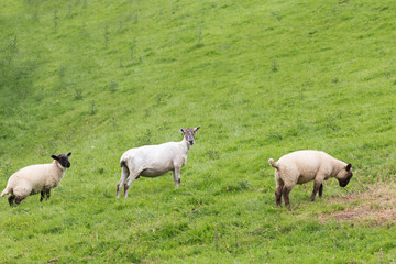 Obraz na płótnie Canvas Idillic landscape with sheep, lambs, ram on a perfect juicy gree