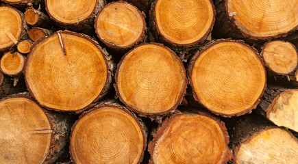 A pile of freshly cut logs