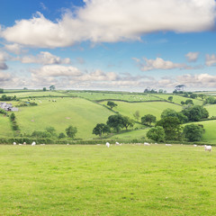 Fototapeta na wymiar Idillic landscape with sheep, lambs, ram on a perfect juicy gree