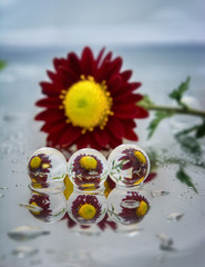 Red Chrysanthemum flower with reflections in drops on a silver  background