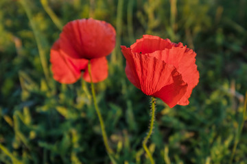 red poppies 