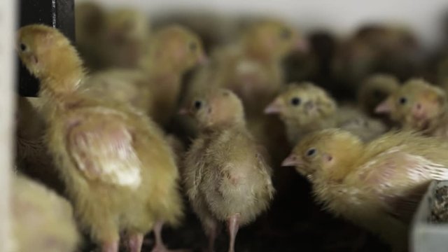 Lots of little featherless yellow quail chickens walking around matal cage at bird farm