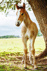 Fototapeta premium a young sport foal standing free on a spring meadow