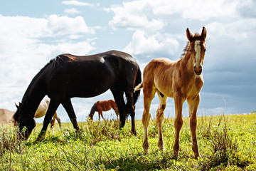Foal with a mare on a summer pasture