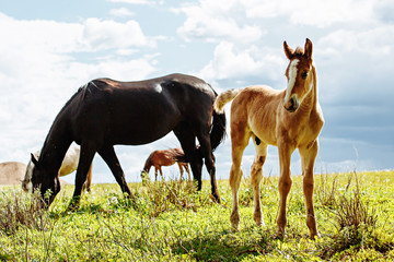 Fototapeta premium Foal with a mare on a summer pasture