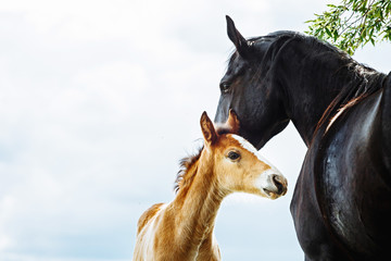Horse mare taking care of its foal - 208528222