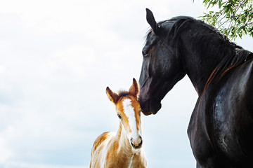 Cute foal with his mother