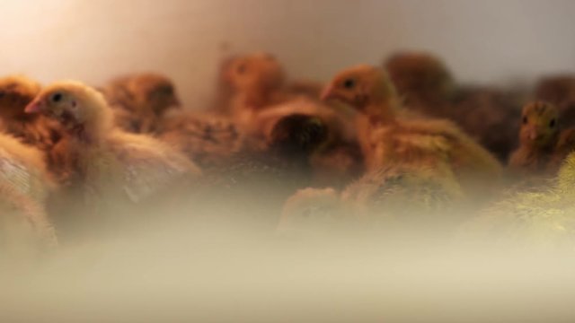 Lots of little featherless yellow quail chickens walking around matal cage at bird farm incubator