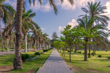 Fototapeta na wymiar Pedestrian walkway framed with trees and palm trees on both sides with partly cloudy sky in a summer day, Montana public park, Alexandria, Egypt