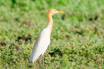 Cattle Egret