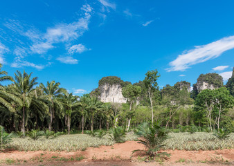 Fototapeta premium African oil palm plantation in Thailand