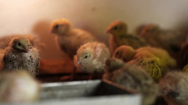 Lots of little newborn yellow quail chicks walking around matal cage at bird farm incubator