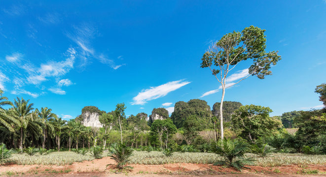African oil palm plantation in Thailand