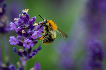 Bee collecting pollen from a lavender flower