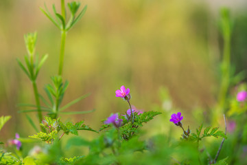 wild purlple flowers on a meadow