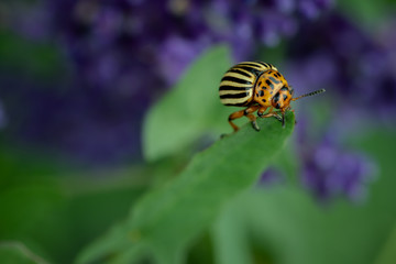 Colorado potatoes beetle on a lavender leaf