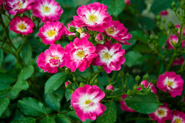 Small purple roses, Rosa Indica