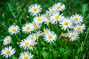 Daisy white flowers in green grass, Bellis Perennis © Pompiliu