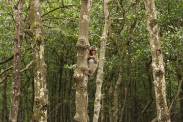 monkey island, vietnam, can gio