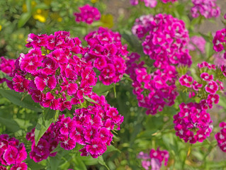 A lot of brightly pink dianthuses are blooming in the summer garden