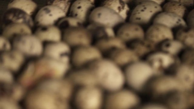 Small quail pink featherless chick hatching in pile of dotted eggs in bird farm incubator