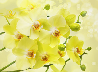 Yellow moth orchid flowers