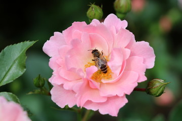Biene an der Rose in Pink