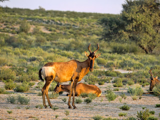Fototapeta premium Red Hartebeest, Alcelaphus buselaphus caama, in tall grass, Kalahari South Africa