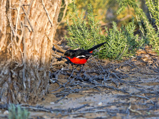 Crimson-breasted Shrike, Laniarius atrococcineus,  Kalahari, South Africa