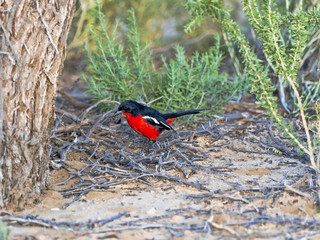 Crimson-breasted Shrike, Laniarius atrococcineus,  Kalahari, South Africa