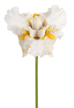 iris flower isolated