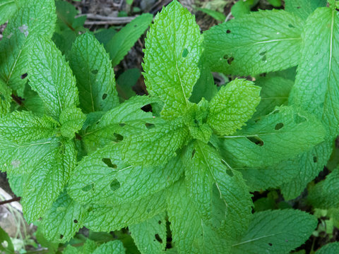 Menta atacada por plaga