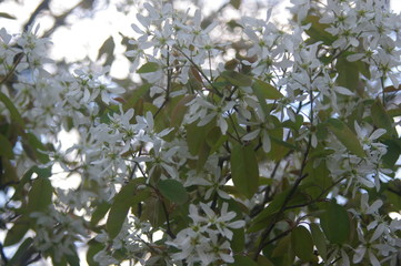 White Blossom