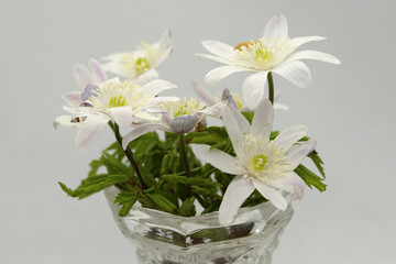 Flowers snowdrops close-up. Real fresh live snowdrops on a white background.