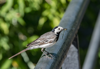 The bird of the wagtail caught the dragonfly.