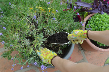 Woman adding fertilizing soil in a pot with lush lavender