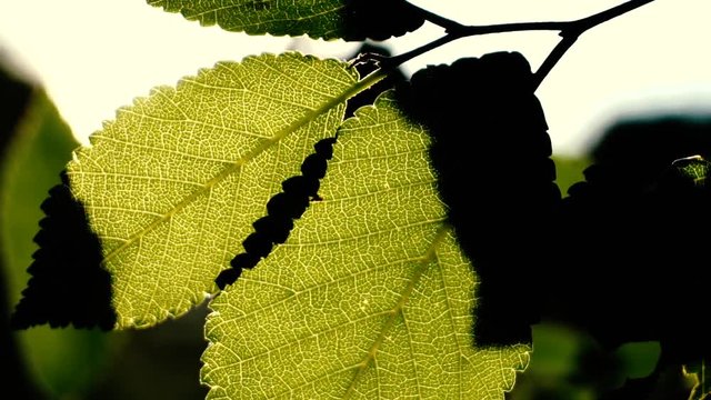 Green leaves in summer